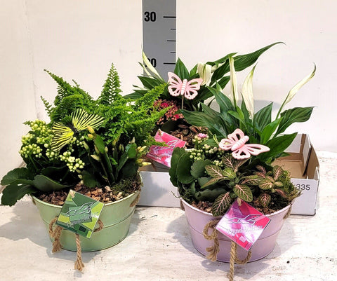 Arrangements in bowl