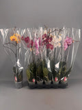 Phalaenopsis mix