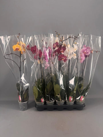 Phalaenopsis mix