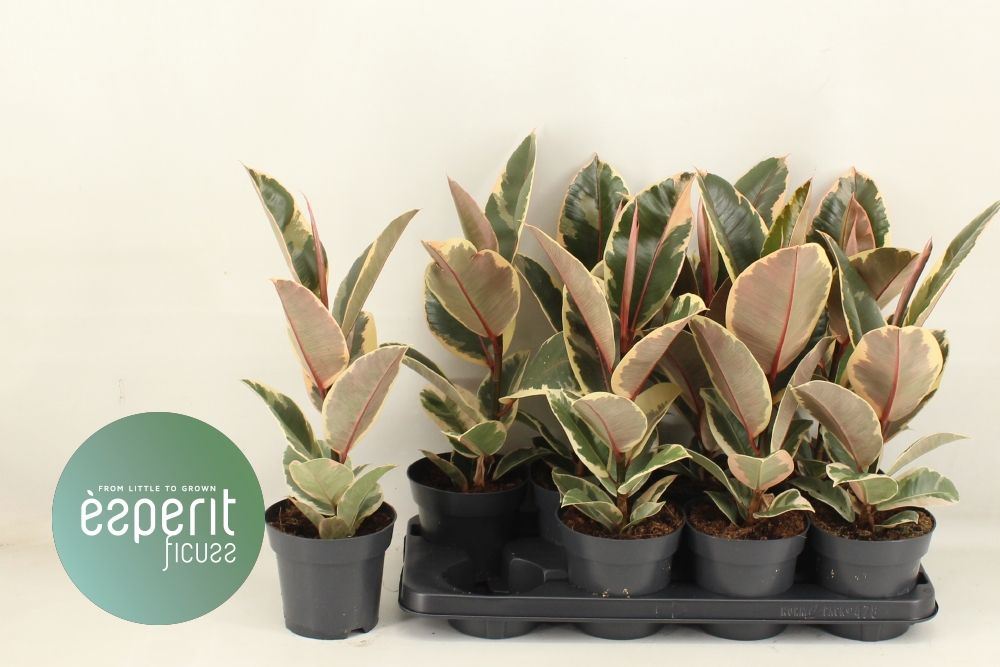 Ficus elastica tineke