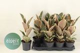 Ficus elastica tineke