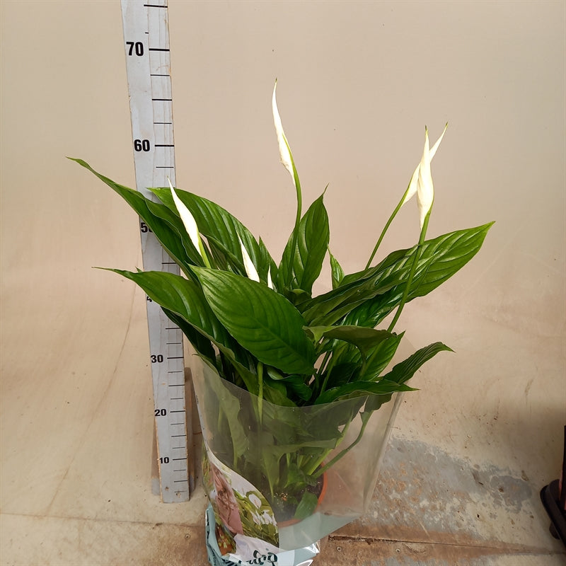 Spathiphyllum vivaldi
