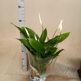 Spathiphyllum vivaldi