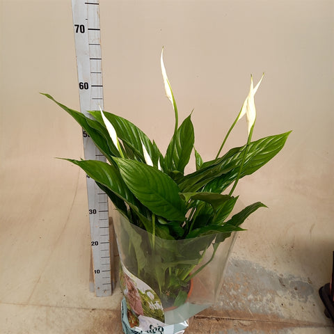 Spathiphyllum vivaldi