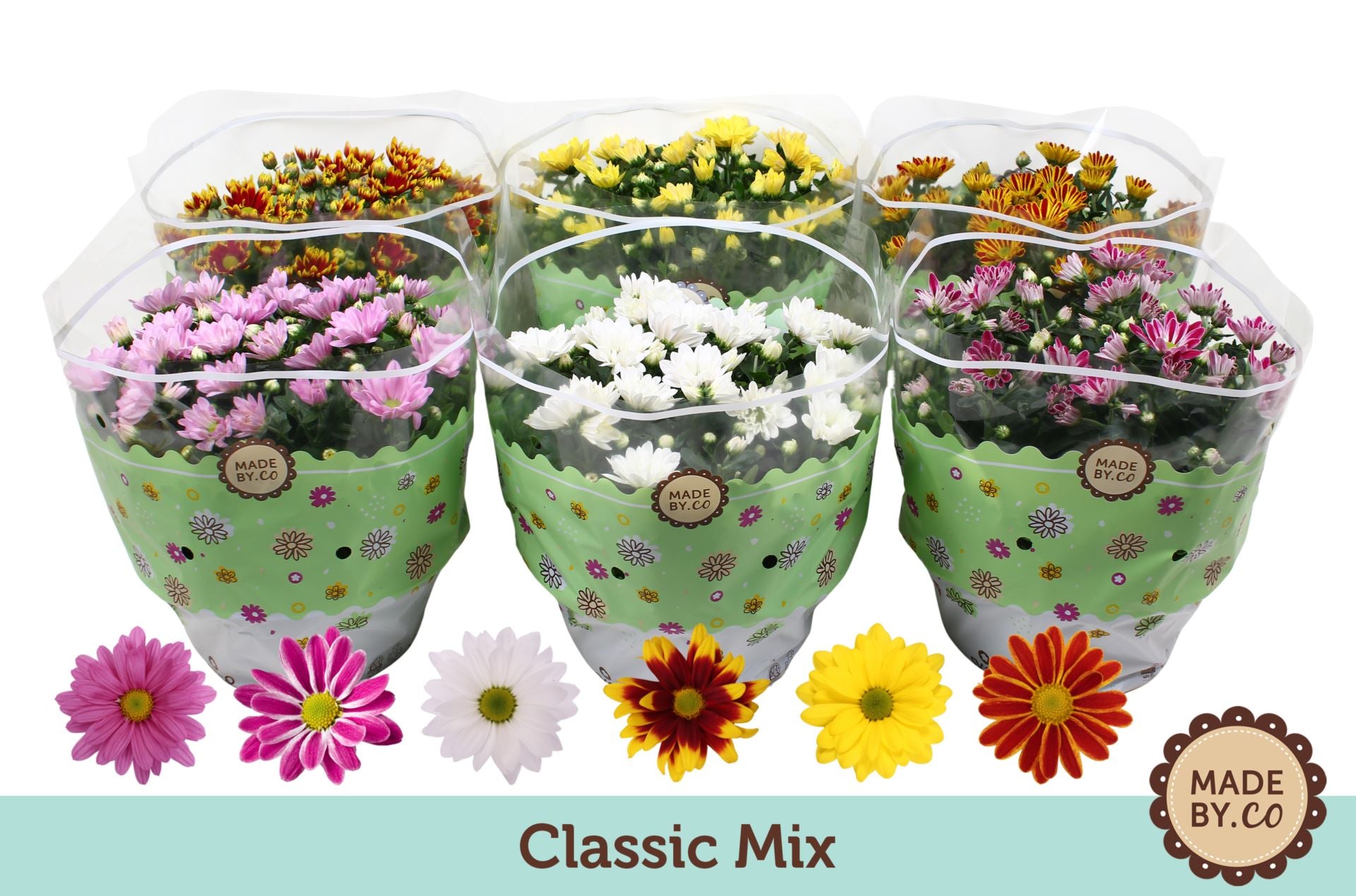 Chrysanthemum mix