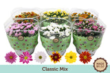 Chrysanthemum mix