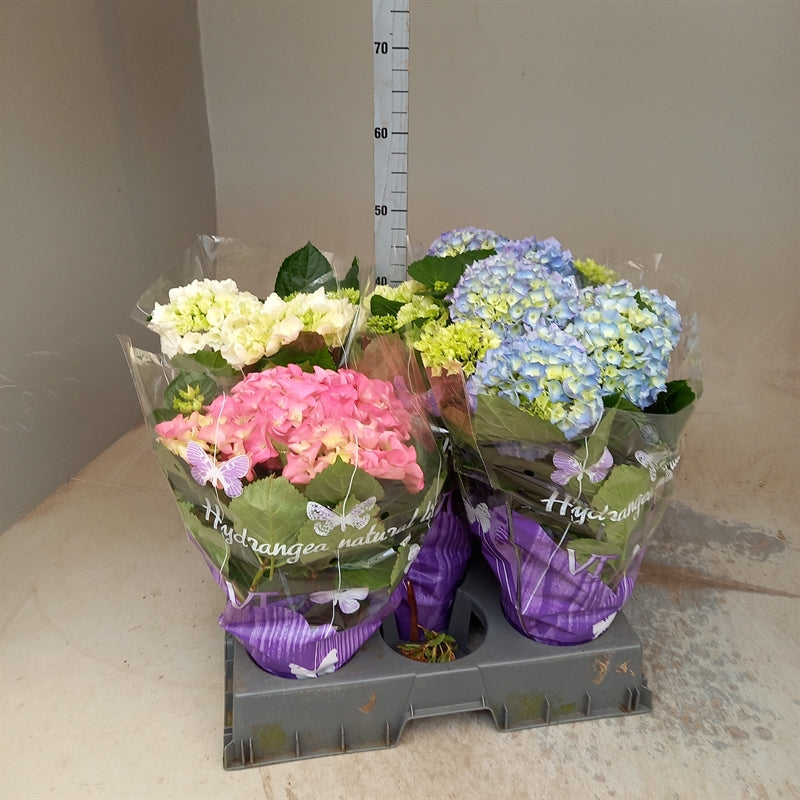 Hydrangea Mixed