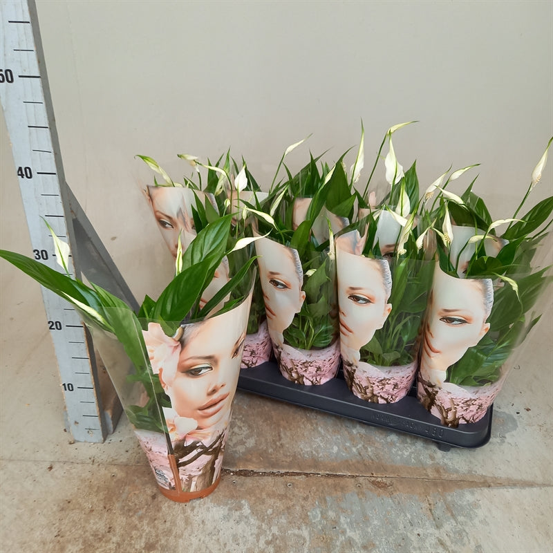 Spathiphyllum korto
