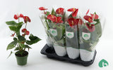 Anthurium