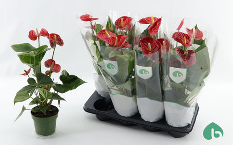 Anthurium