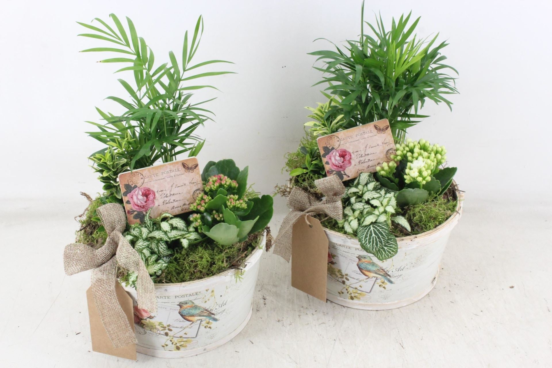 Arrangement plants in bowl