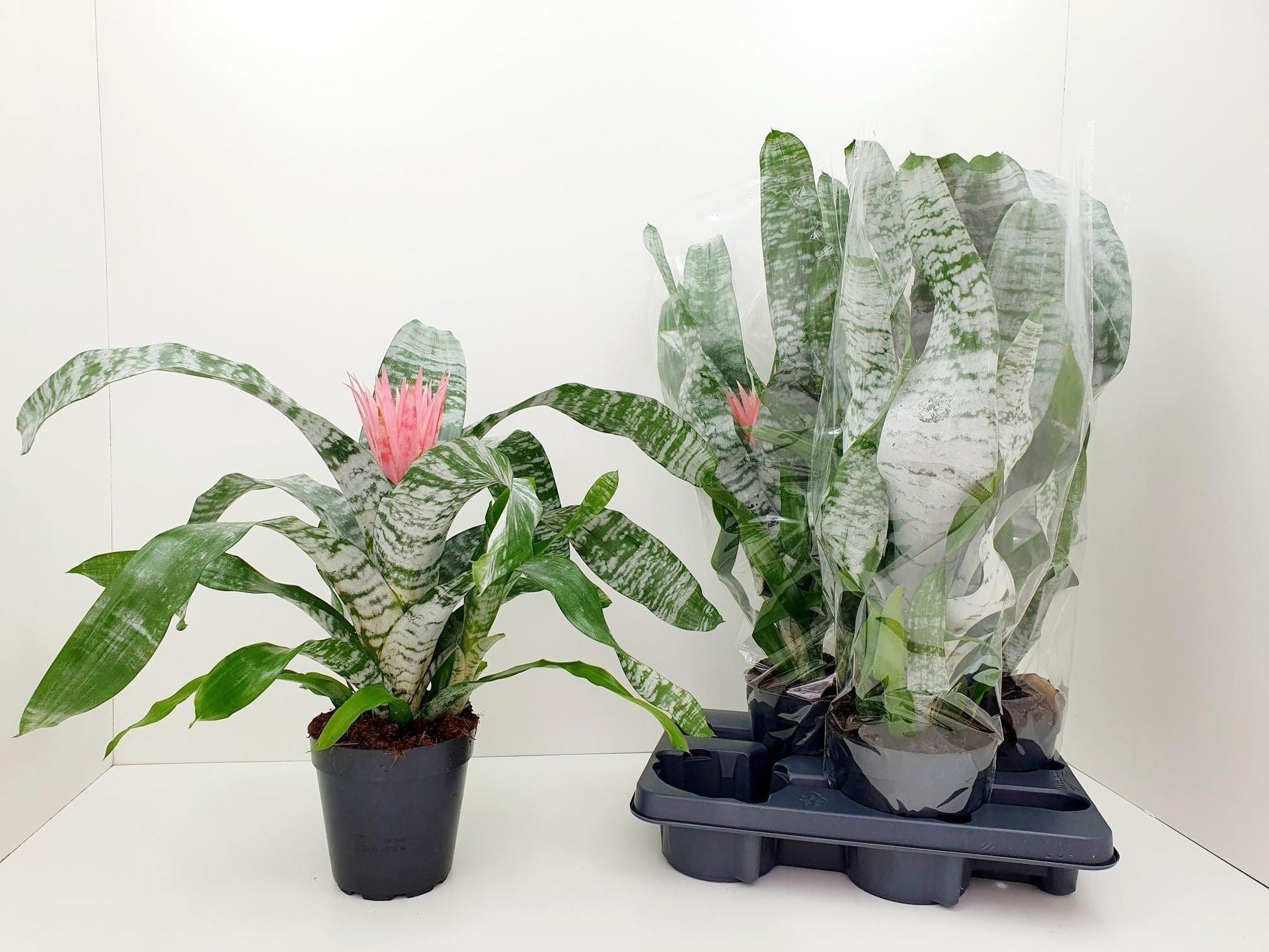 Aechmea fasciata primera