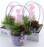Indoor plant arrangement in basket