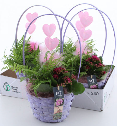Indoor plant arrangement in basket