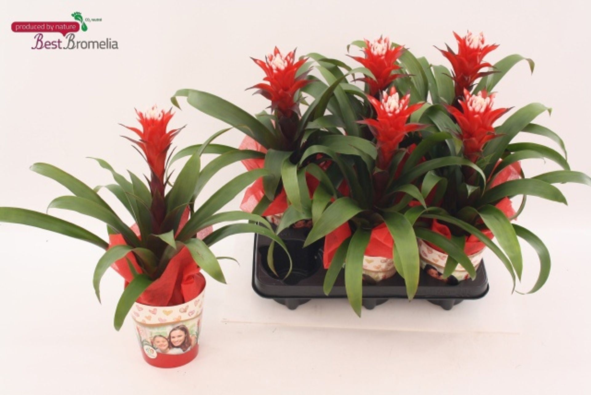 Guzmania Hope