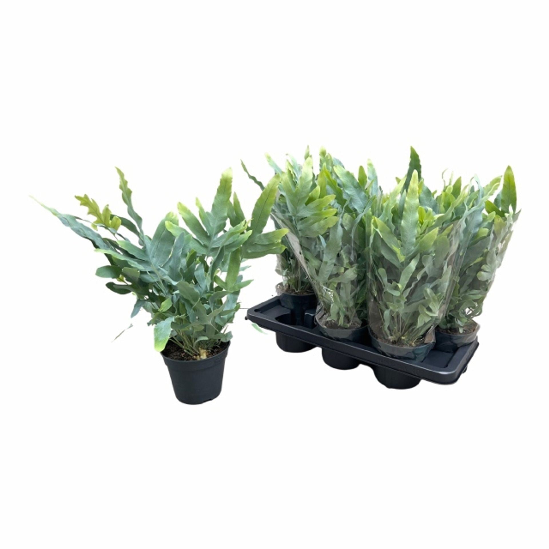 Phlebodium aureum blue star