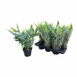 Phlebodium aureum blue star
