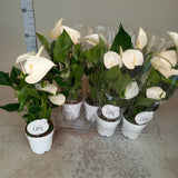 Anthurium