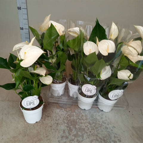 Anthurium