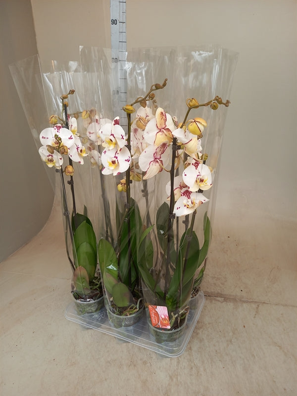 Phalaenopsis