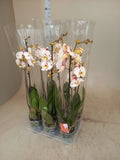 Phalaenopsis