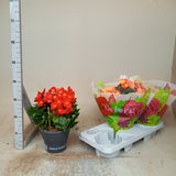Begonia mixed
