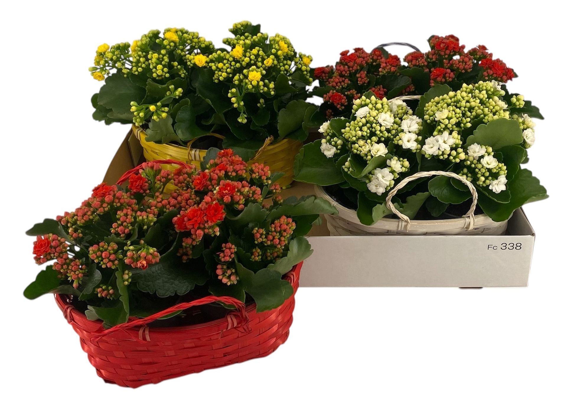 Kalanchoe mixed in Basket