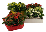 Kalanchoe mixed in Basket