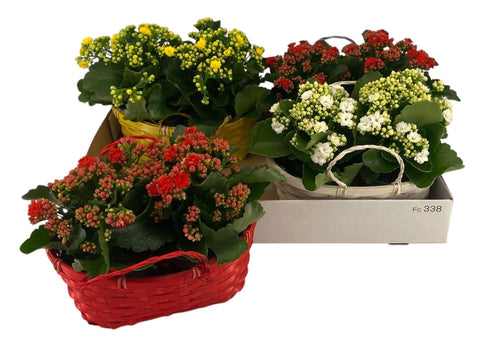 Kalanchoe mixed in Basket
