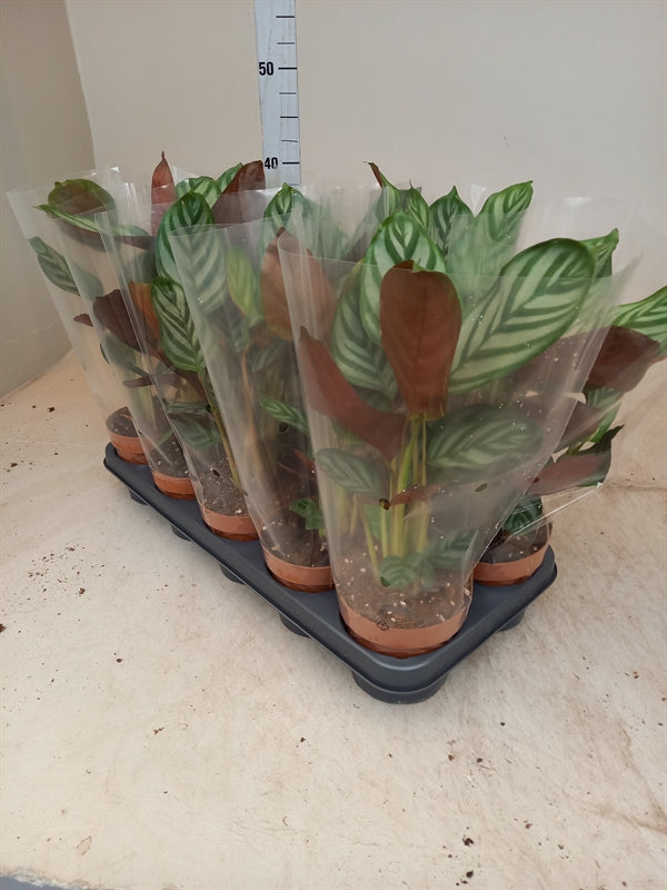 Ctenanthe setosa green flag