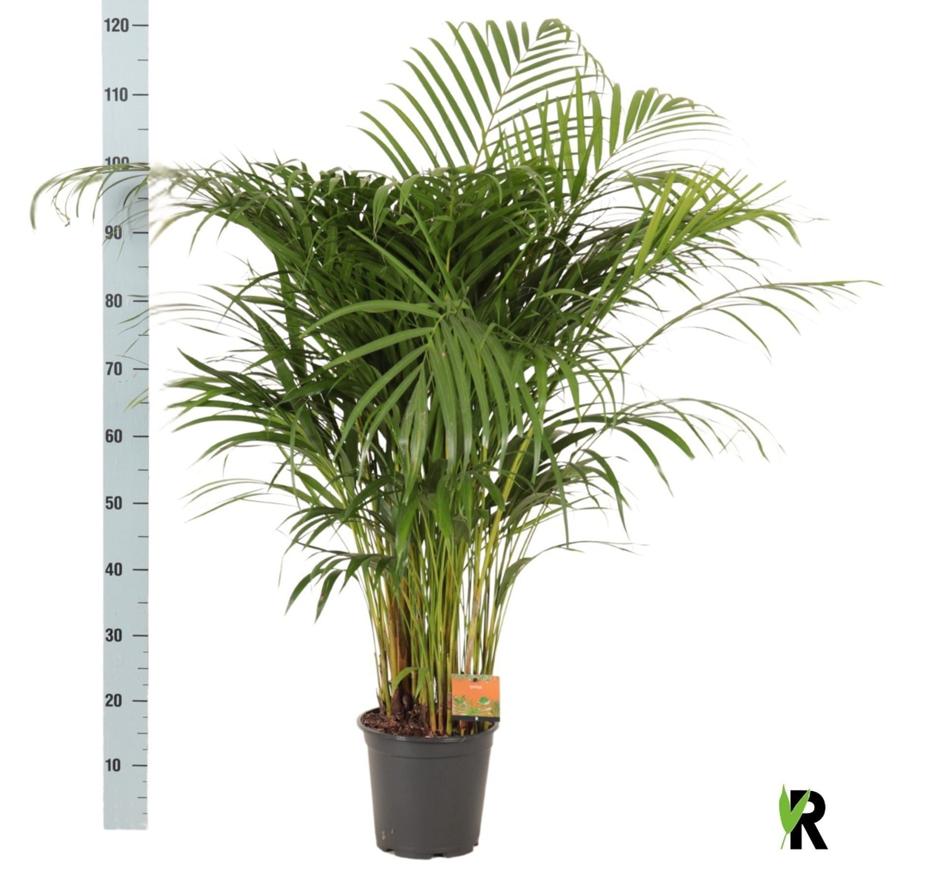 Dypsis Lutescens