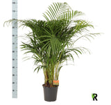 Dypsis Lutescens