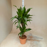 Dracaena