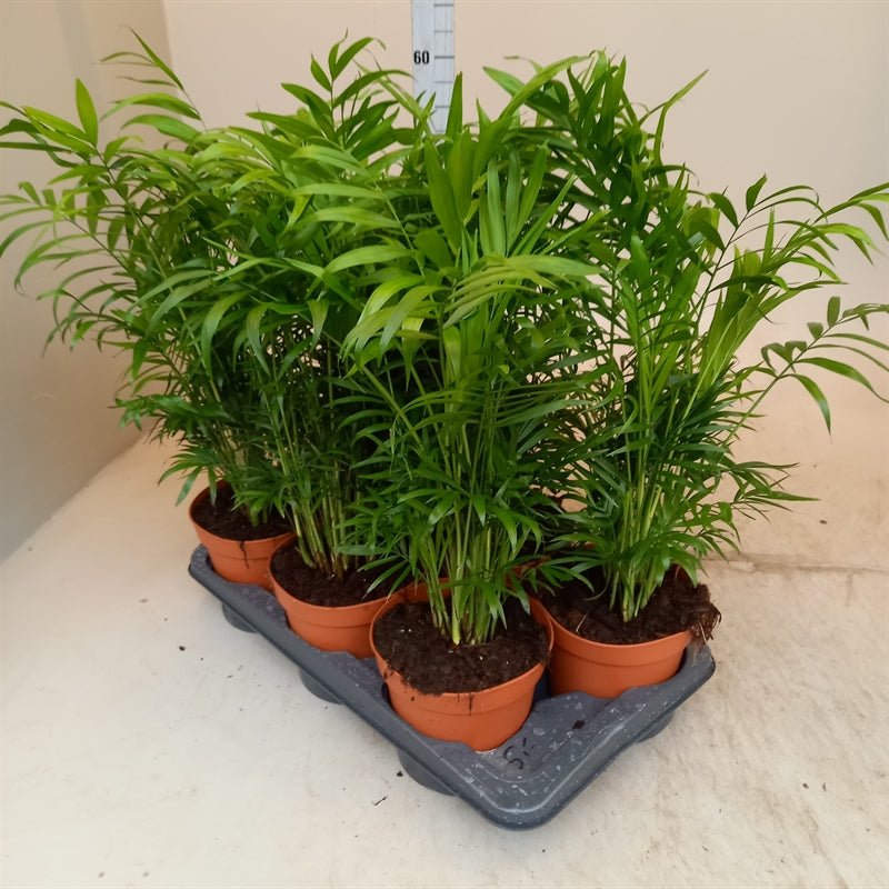 Chamaedora pot 17cm