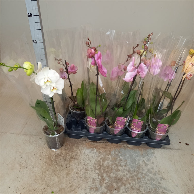 Phalenopsis