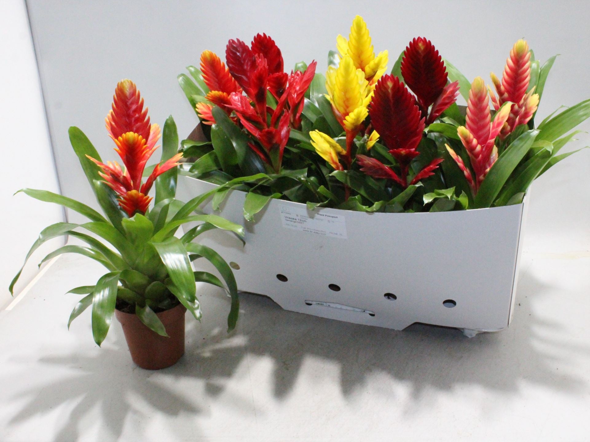 Vriesea mixed 5 varieties