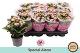 Kalanchoe fl.gev pink
