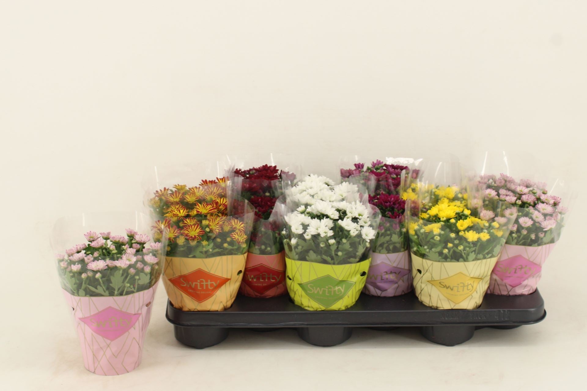 Chrysanthemum swiftly mixed