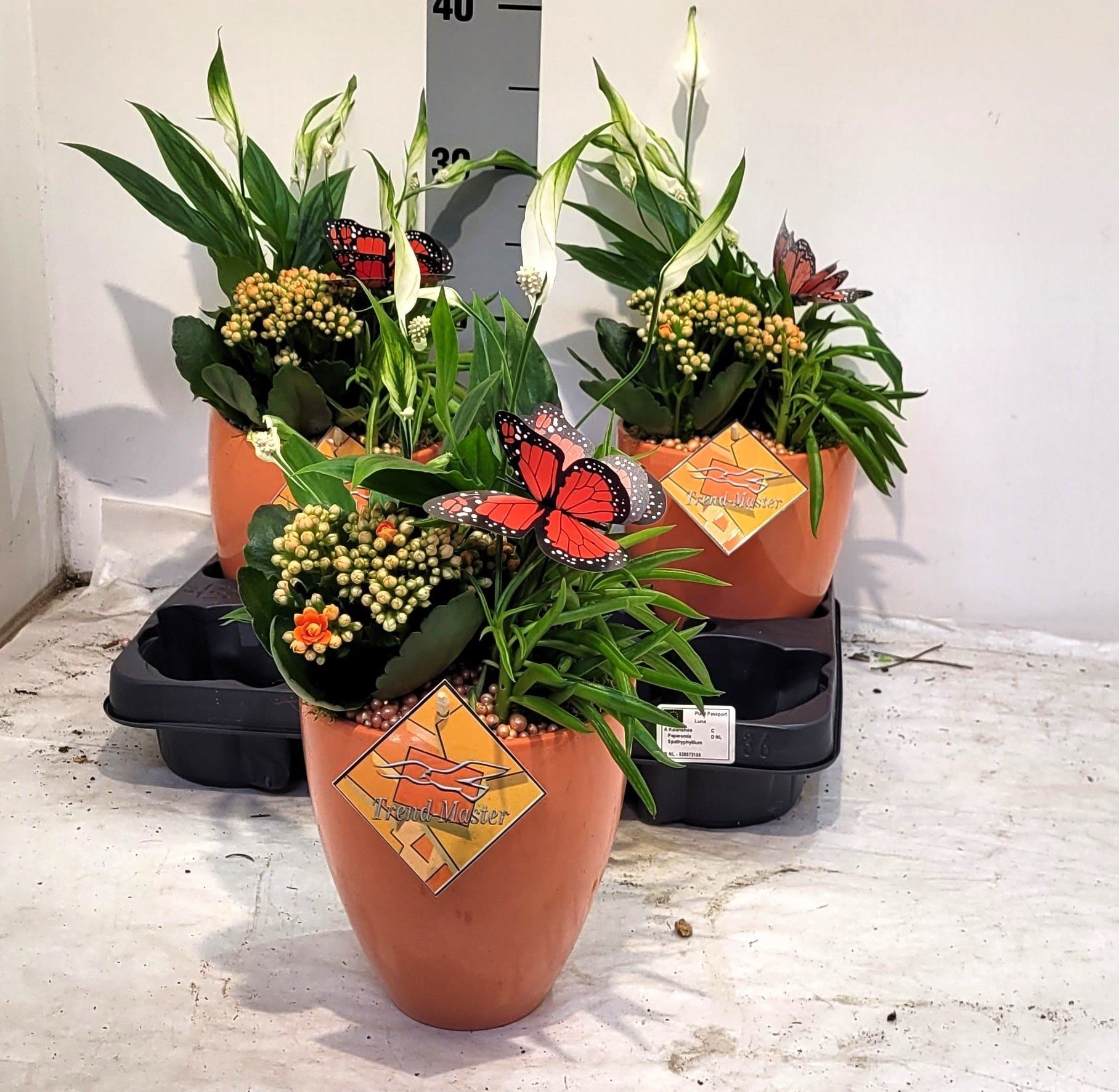 Arrangement in ceramic pot