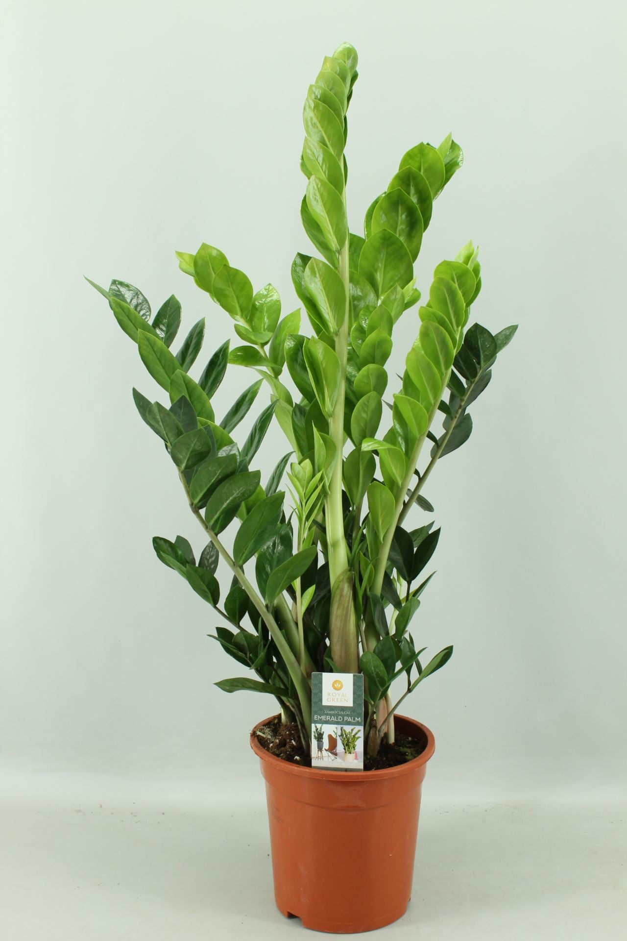 Zamioculcas