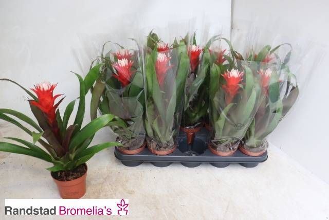 Guzmania hope