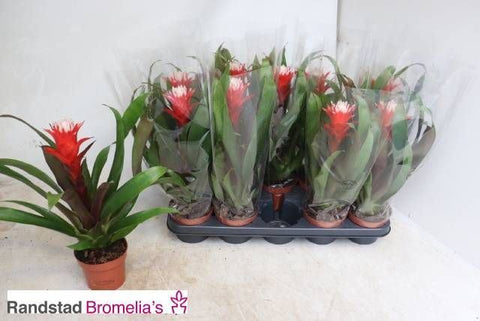 Guzmania hope