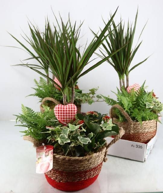Arrangements indoorplants