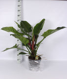 Philodendron imperial green