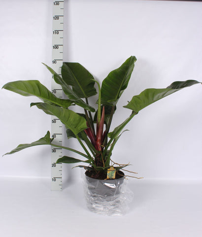 Philodendron imperial green