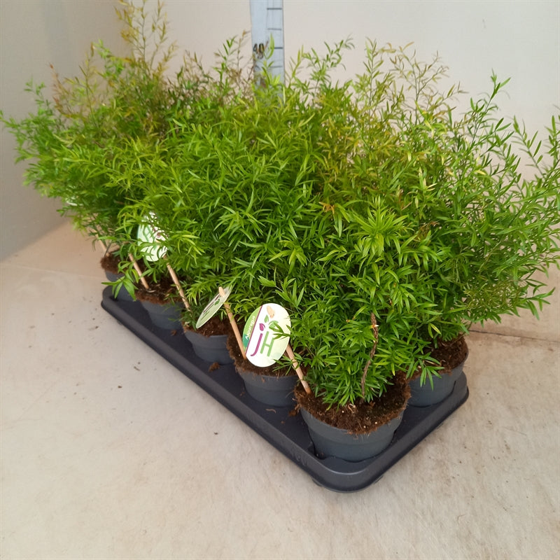 Asparagus densiflorus