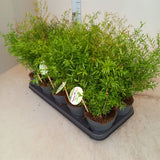 Asparagus densiflorus