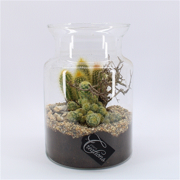 Cactus mix arrangement