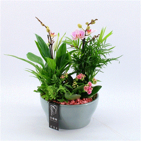 Phalaenopsis arrangement 5