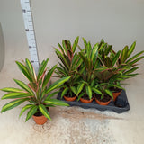 Cordyline